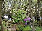 Rhododendrons in the swampy woodland  Studland United Nudists