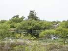 Dunes around the Lily Pond have been used by nudists for decades  Studland United Nudists