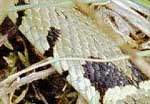 The grass snake - Scales